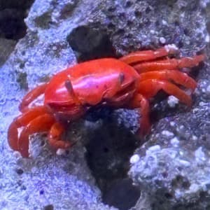 サイケ蟹光線